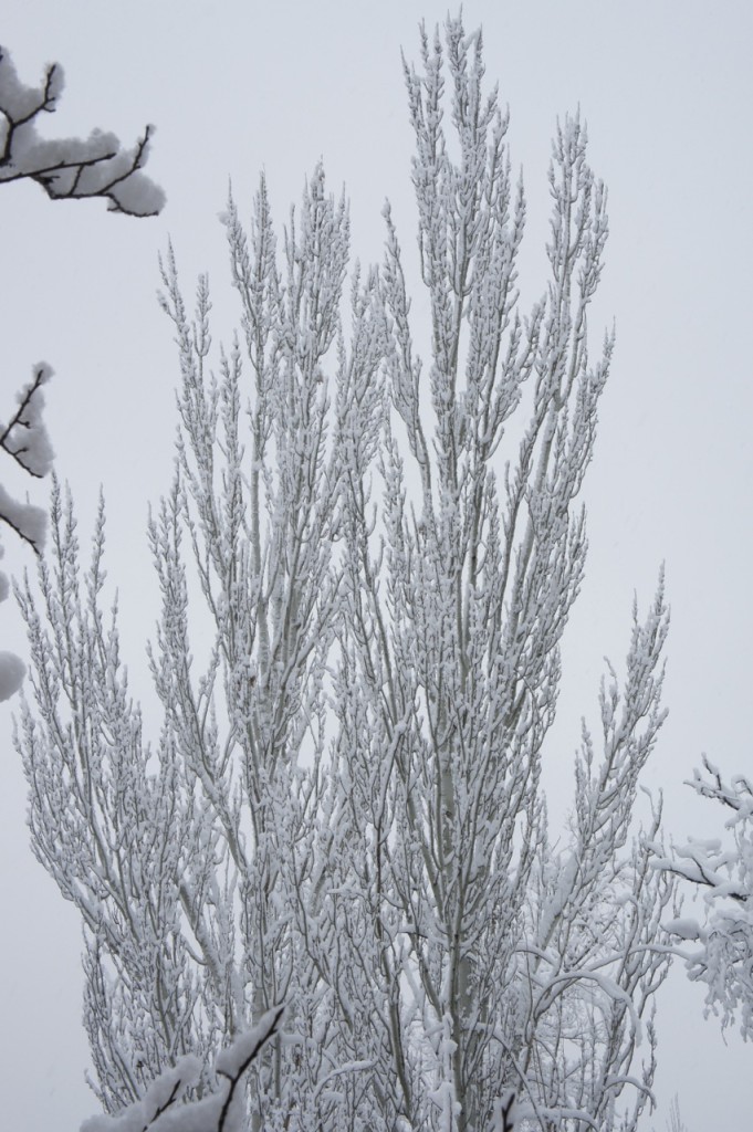冠雪の樹々2