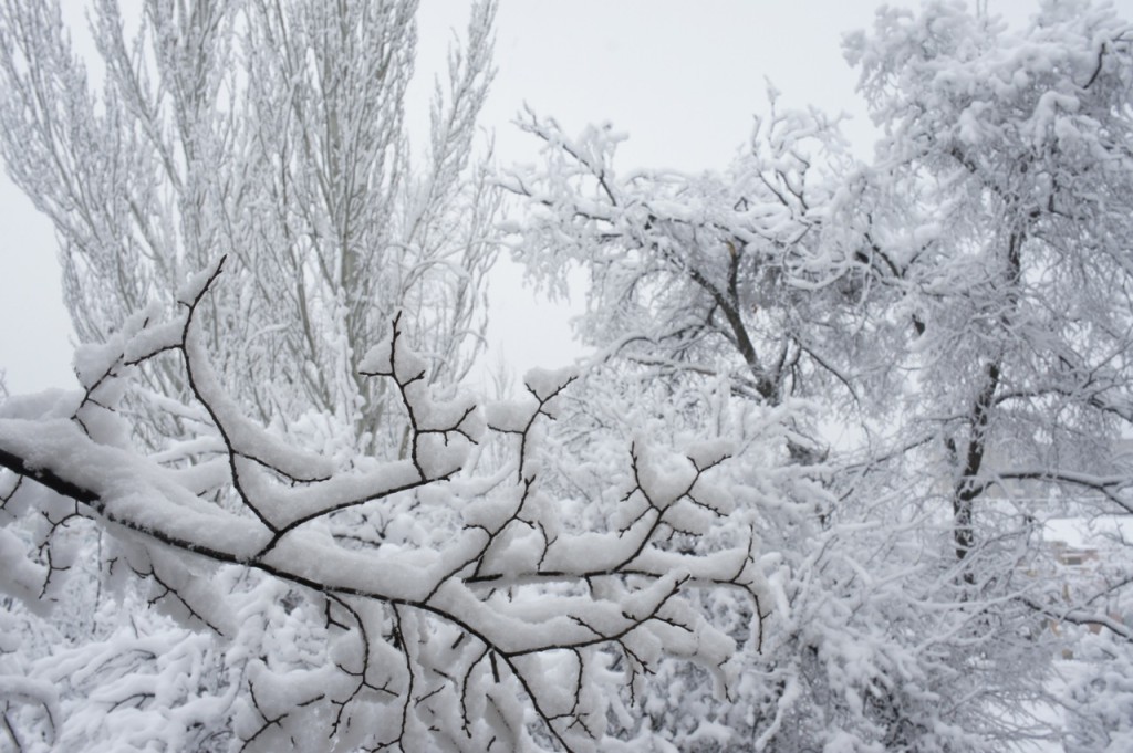 冠雪の樹々1