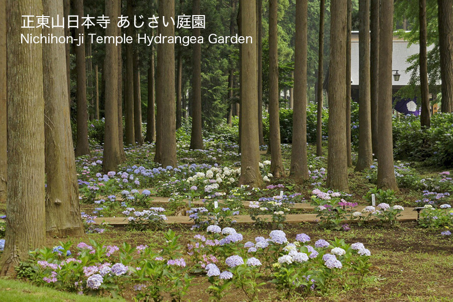 日本寺 あじさい庭園  Nichihon-ji Temple Hydrangea Park